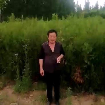 优质侧柏