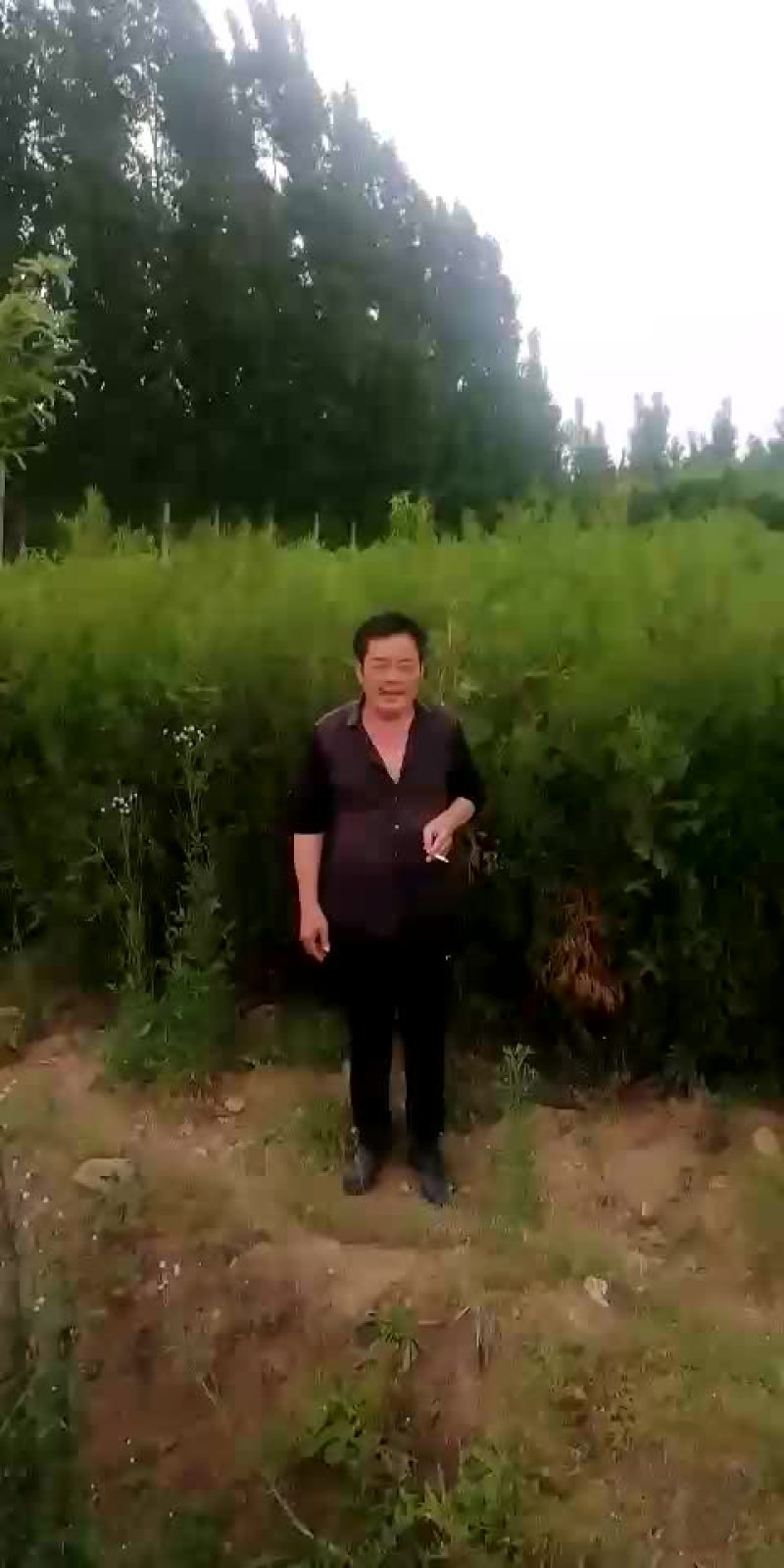 优质侧柏