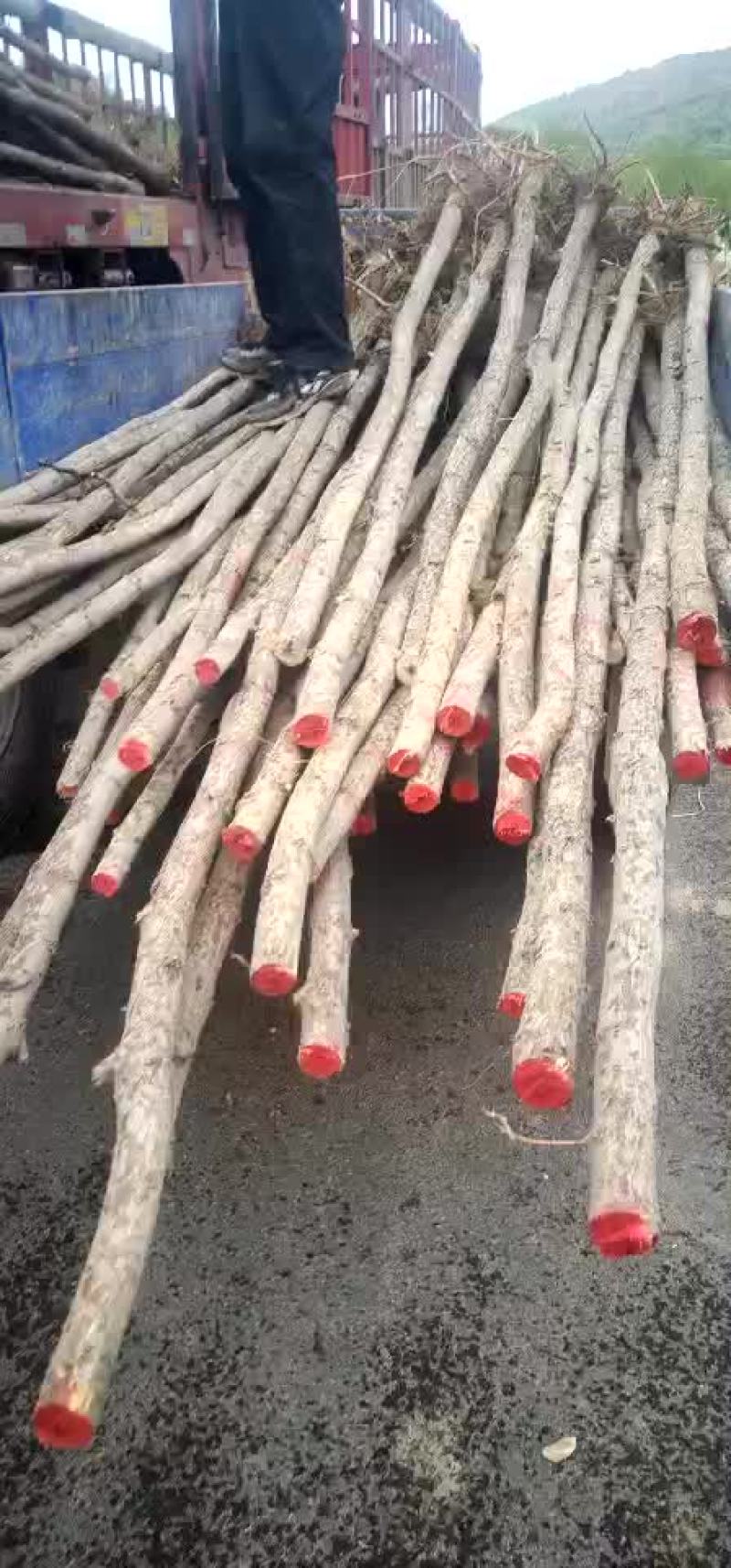 刺槐