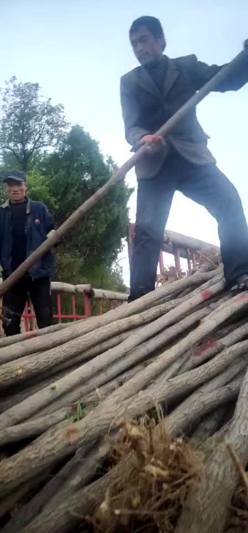 刺槐