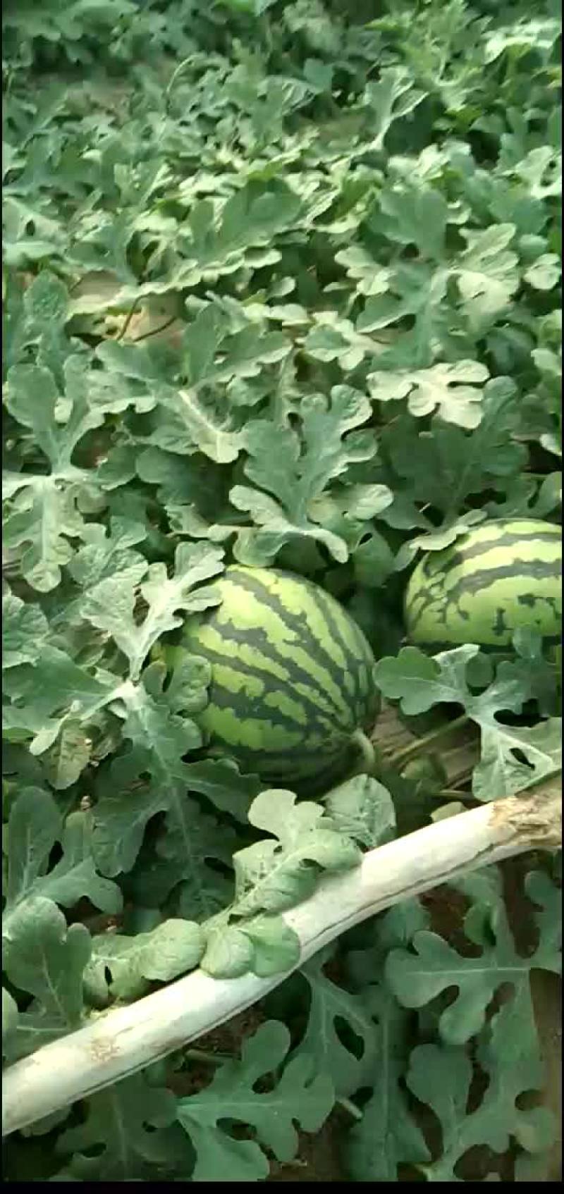 甜王