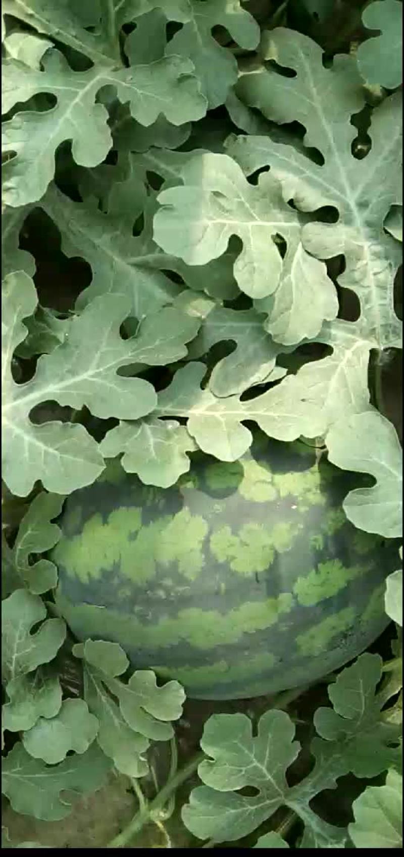 甜王