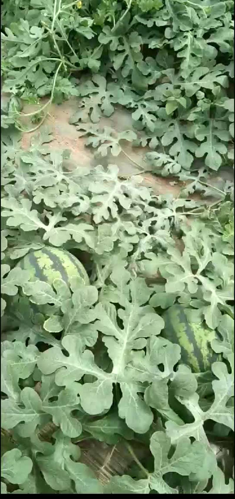 甜王