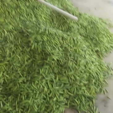 豌豆