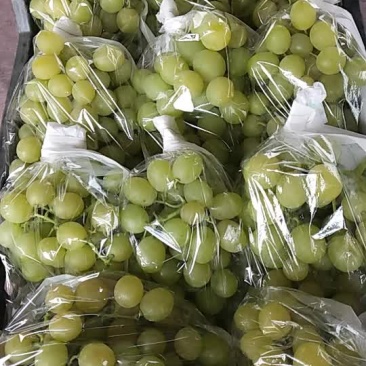 葡萄大量上市啦，