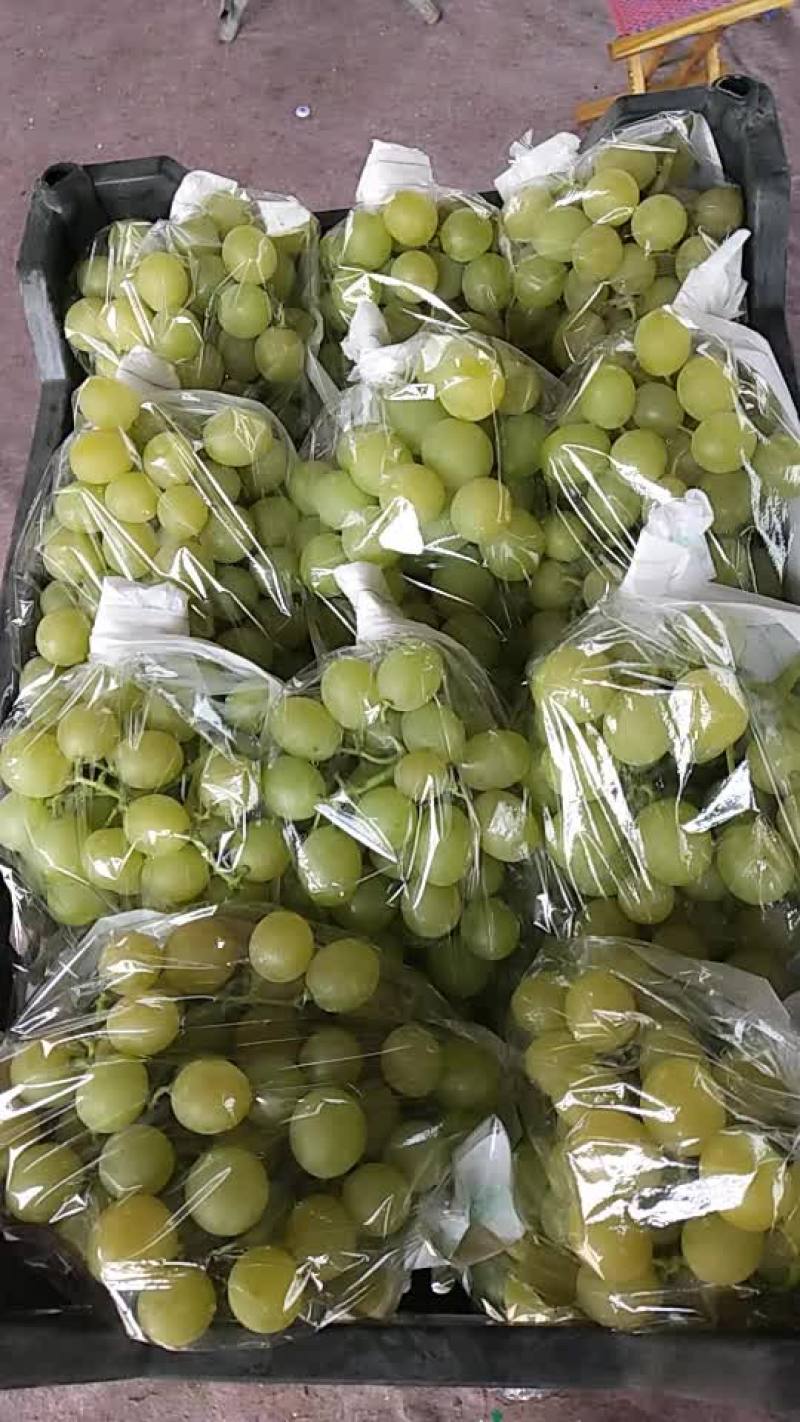 葡萄大量上市啦，