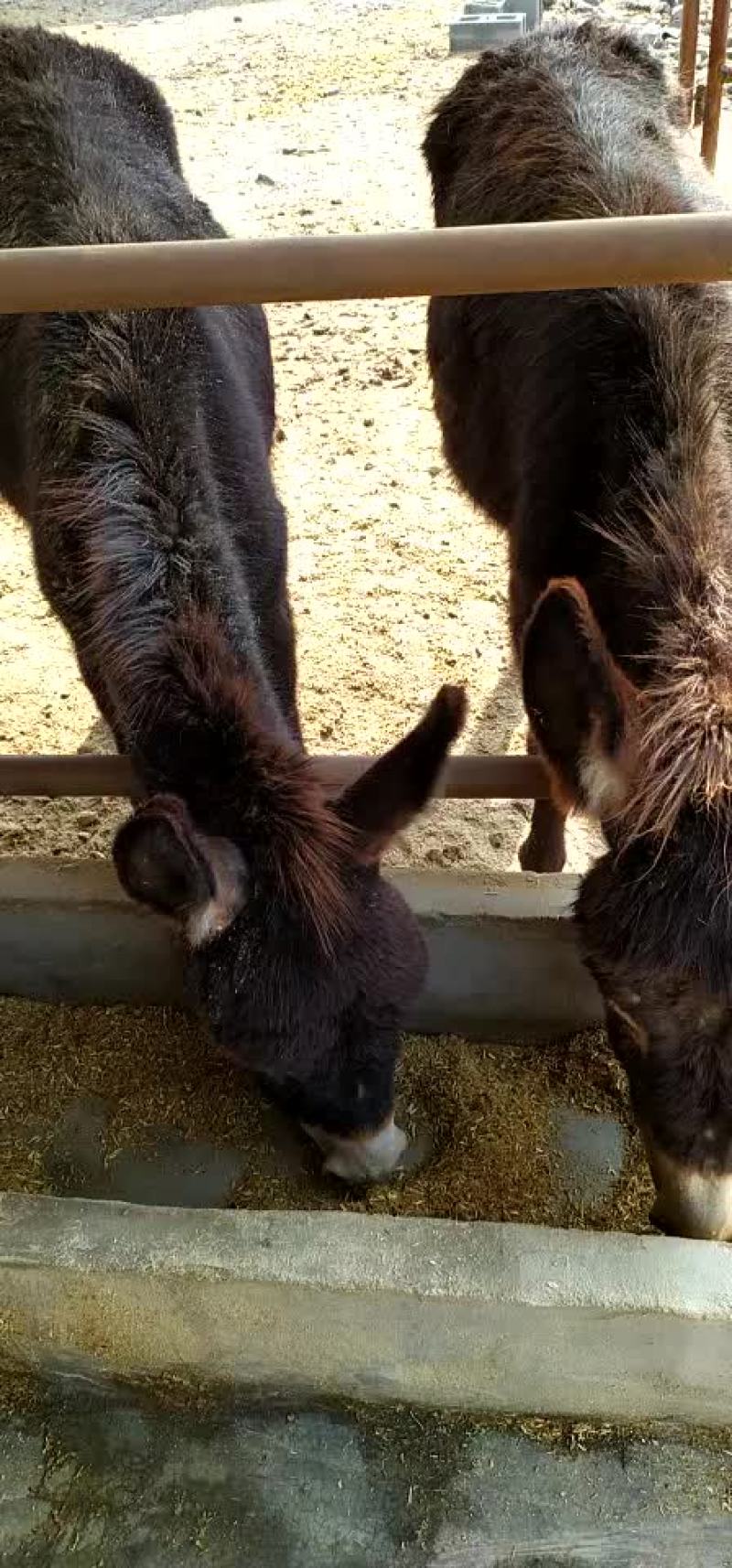 驴苗