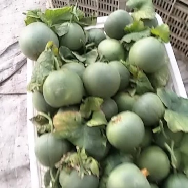 精品绿宝石