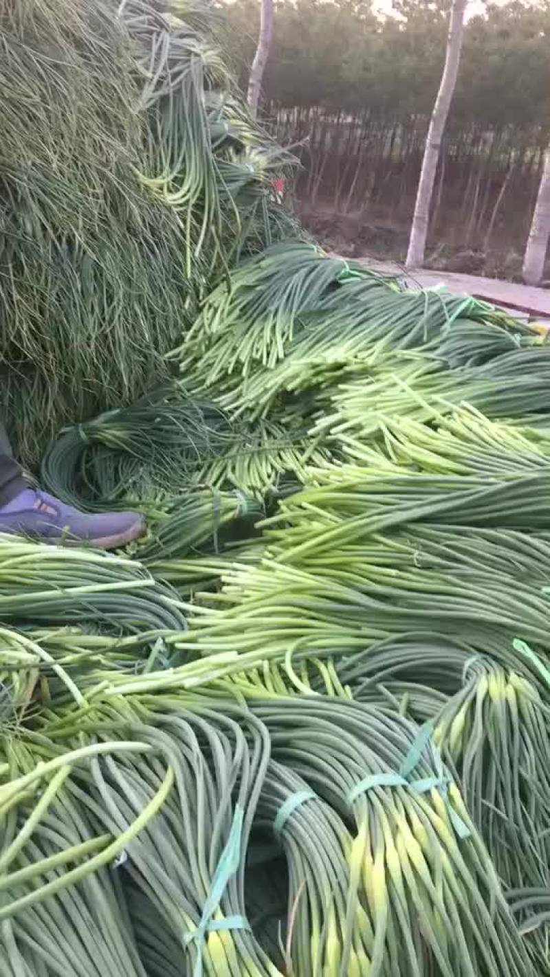 蒜薹