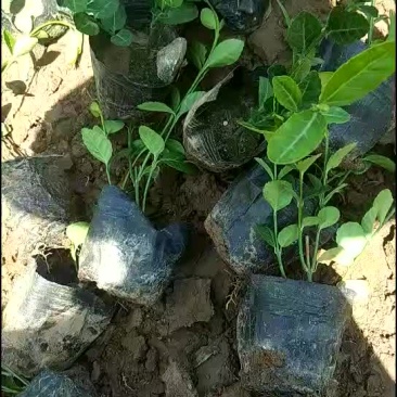 小叶扶芳藤