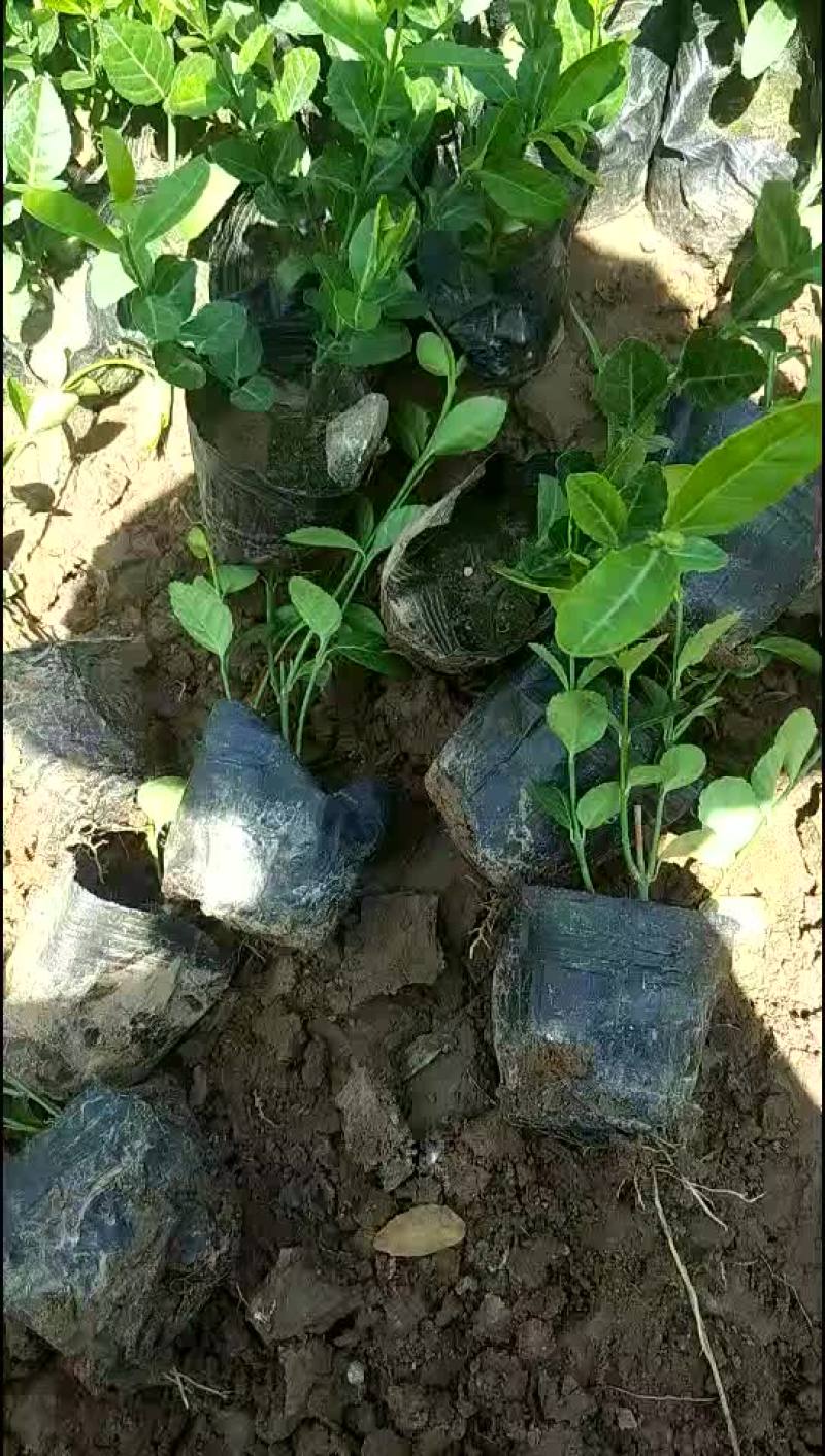 小叶扶芳藤