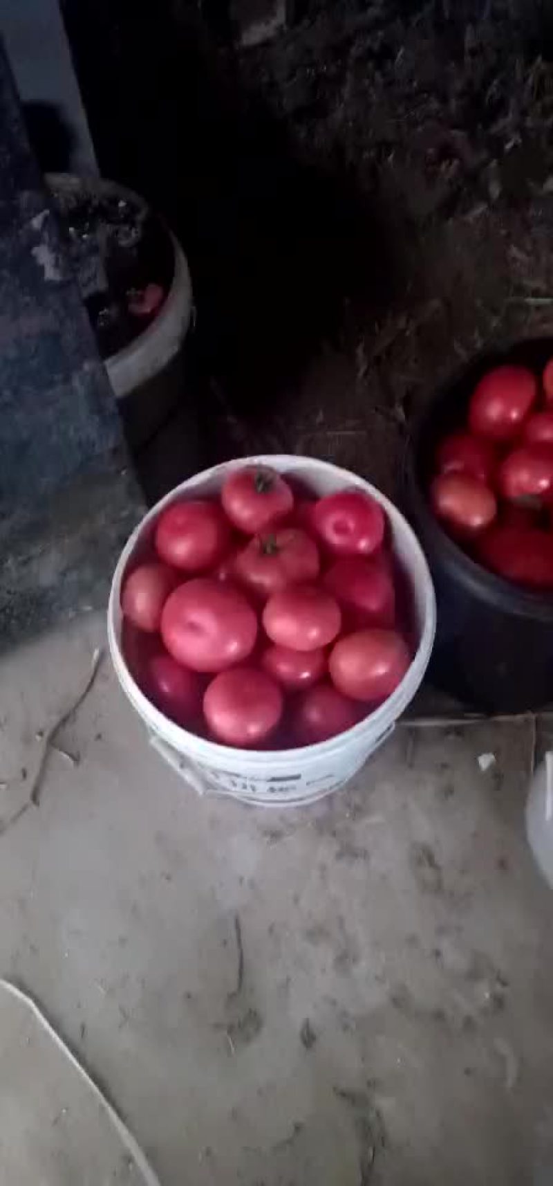 硬粉西红柿