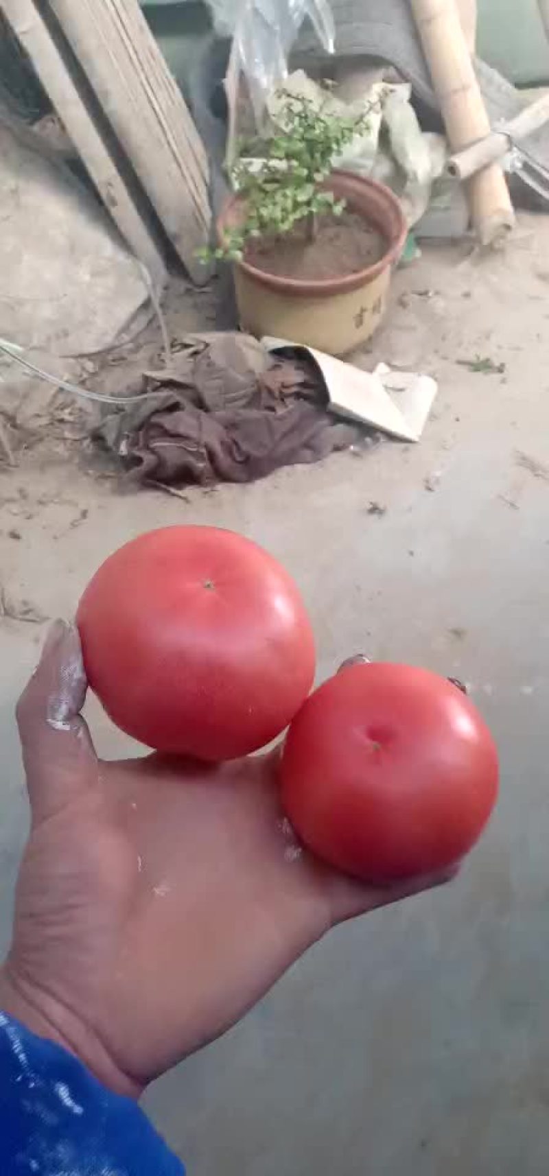 硬粉西红柿