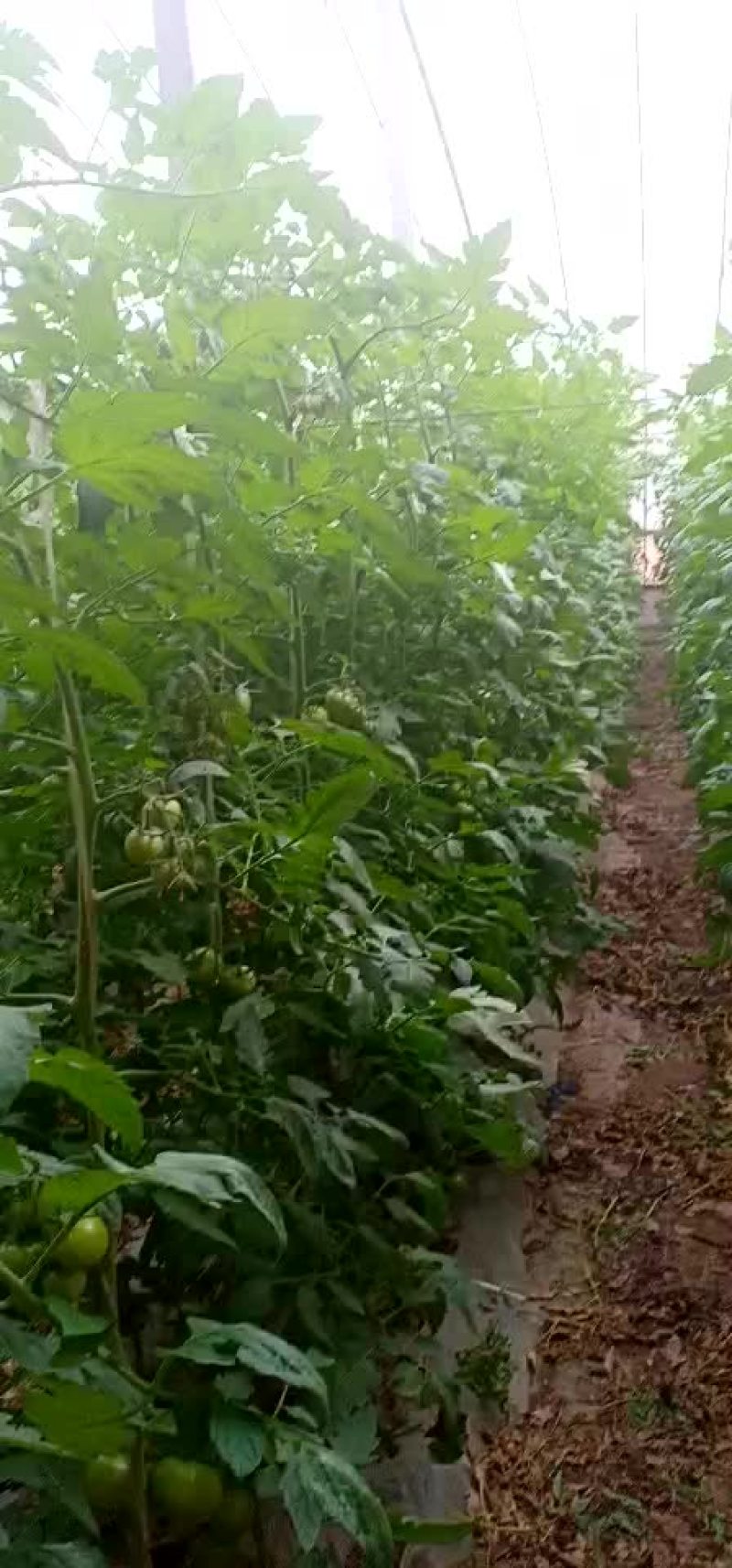 硬粉西红柿