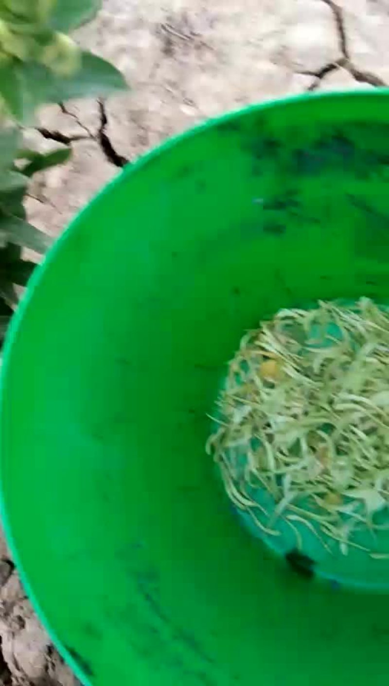 新鲜金银花，现摘。