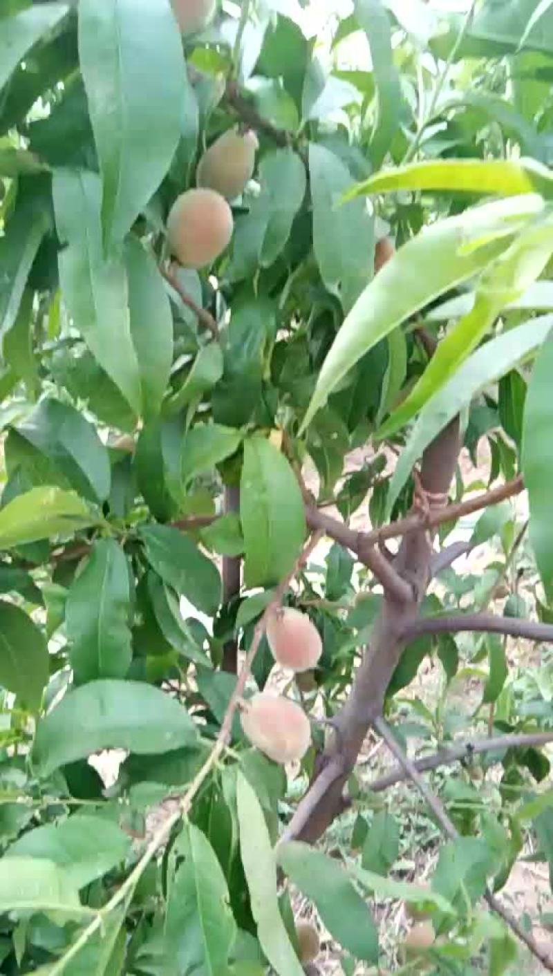突围毛桃预售