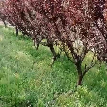 红叶碧桃