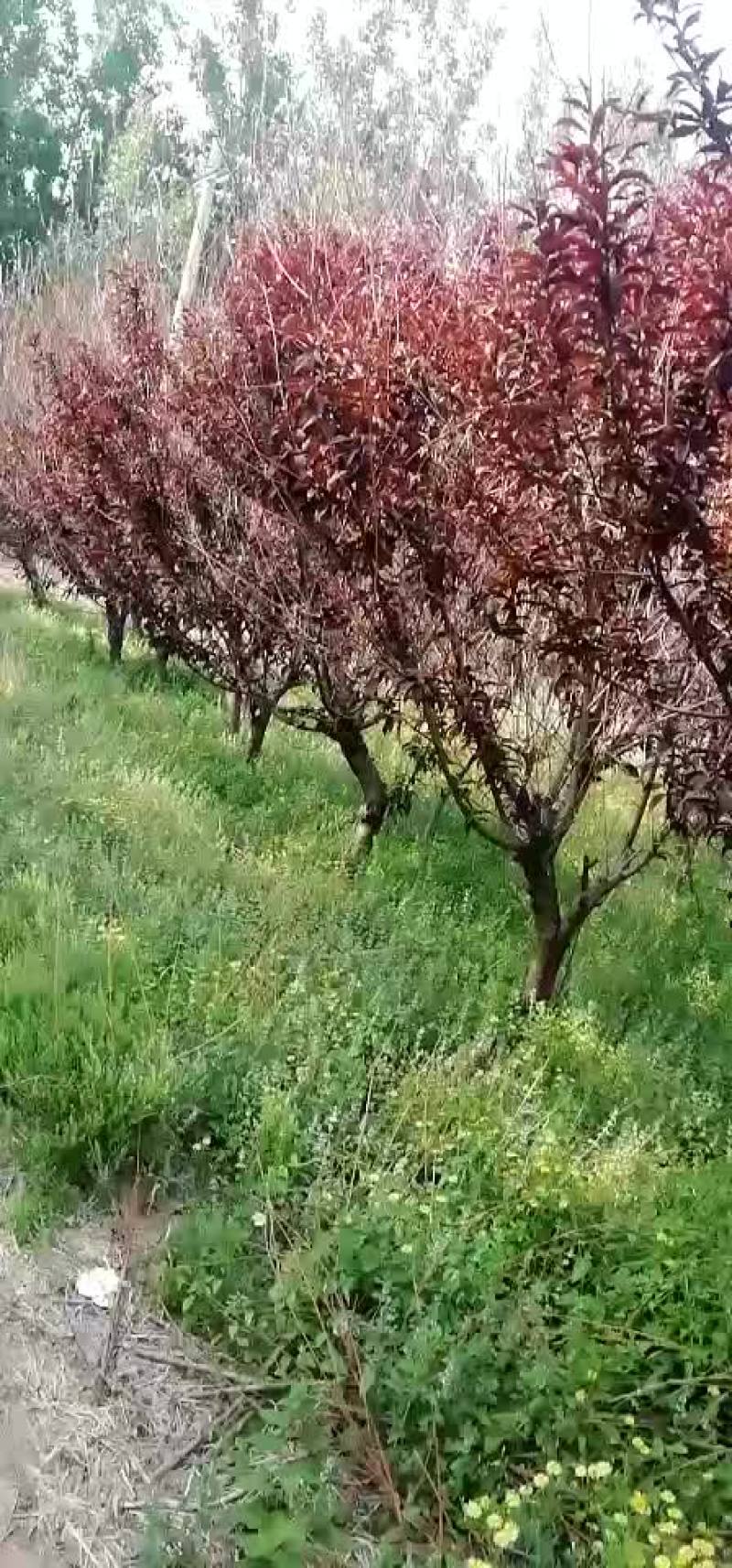 红叶碧桃