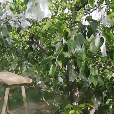 红香酥梨