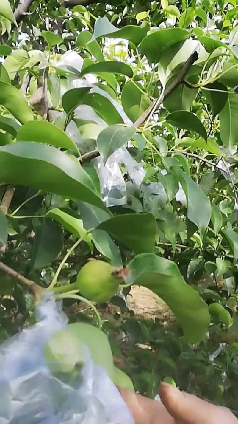 红香酥梨