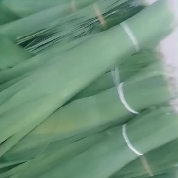 芦苇叶，