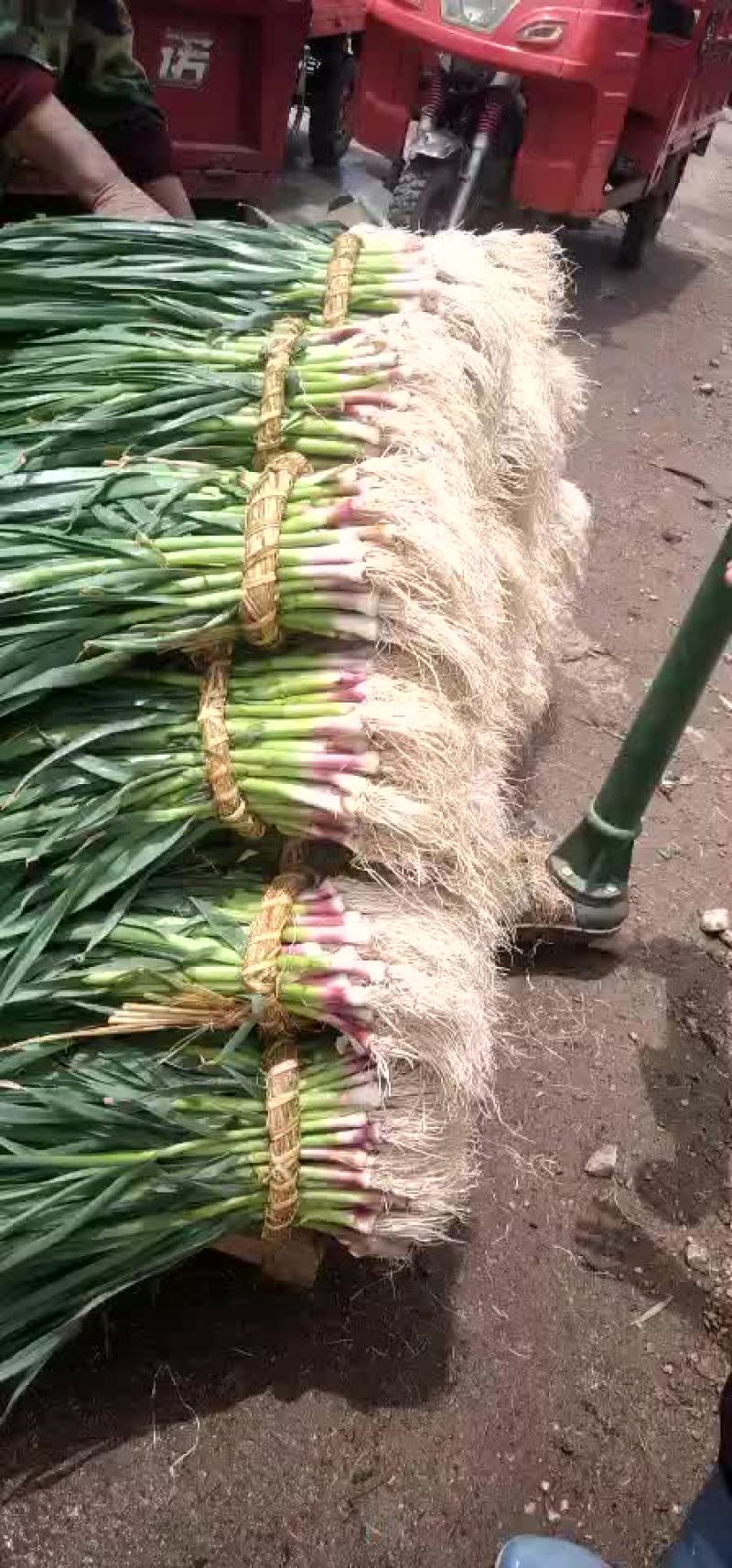 红蒜苗