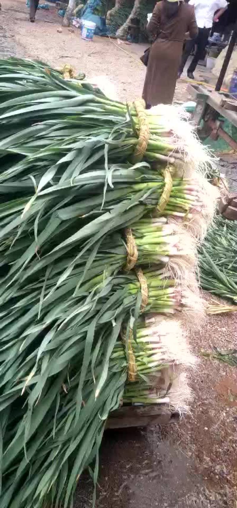 红蒜苗