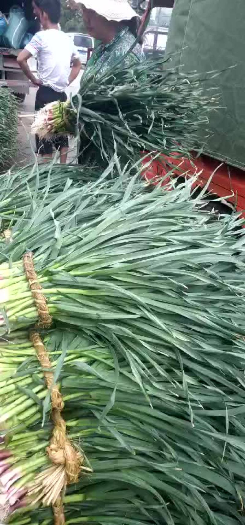 红蒜苗