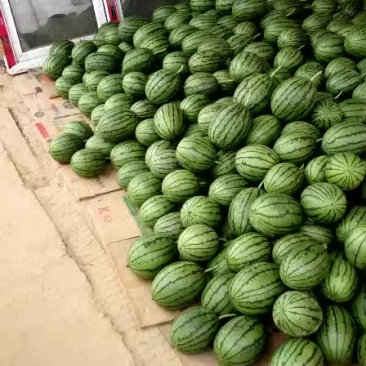 精品小吊瓜，2k大量上市