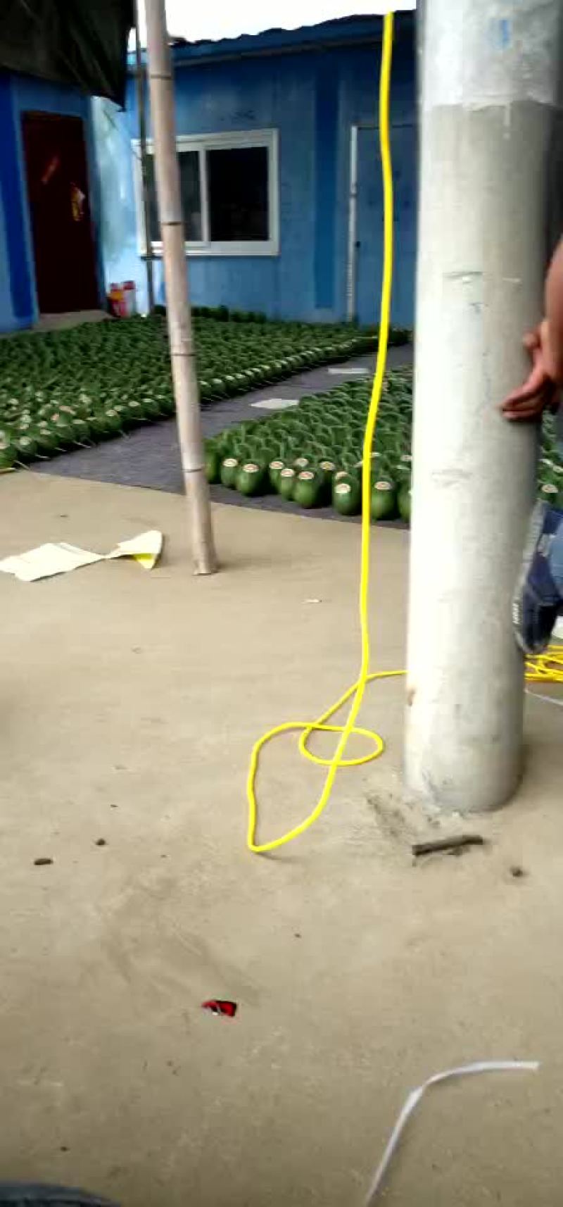 精品小吊瓜，2k大量上市