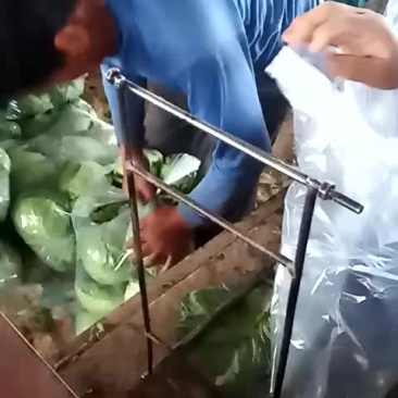 甘蓝