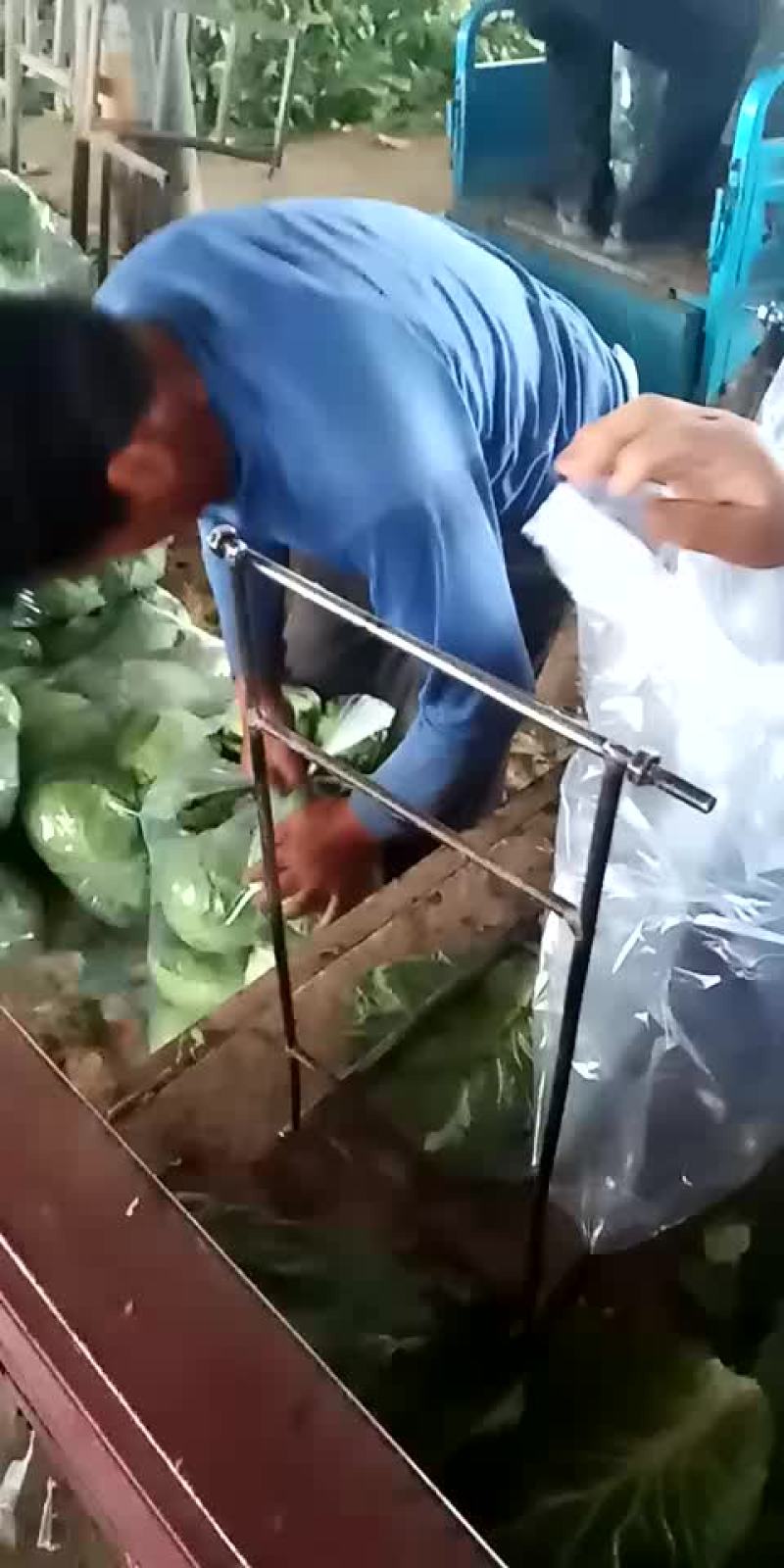 甘蓝