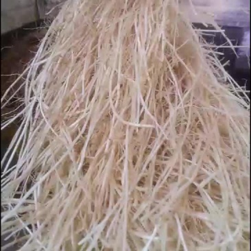 白茅根