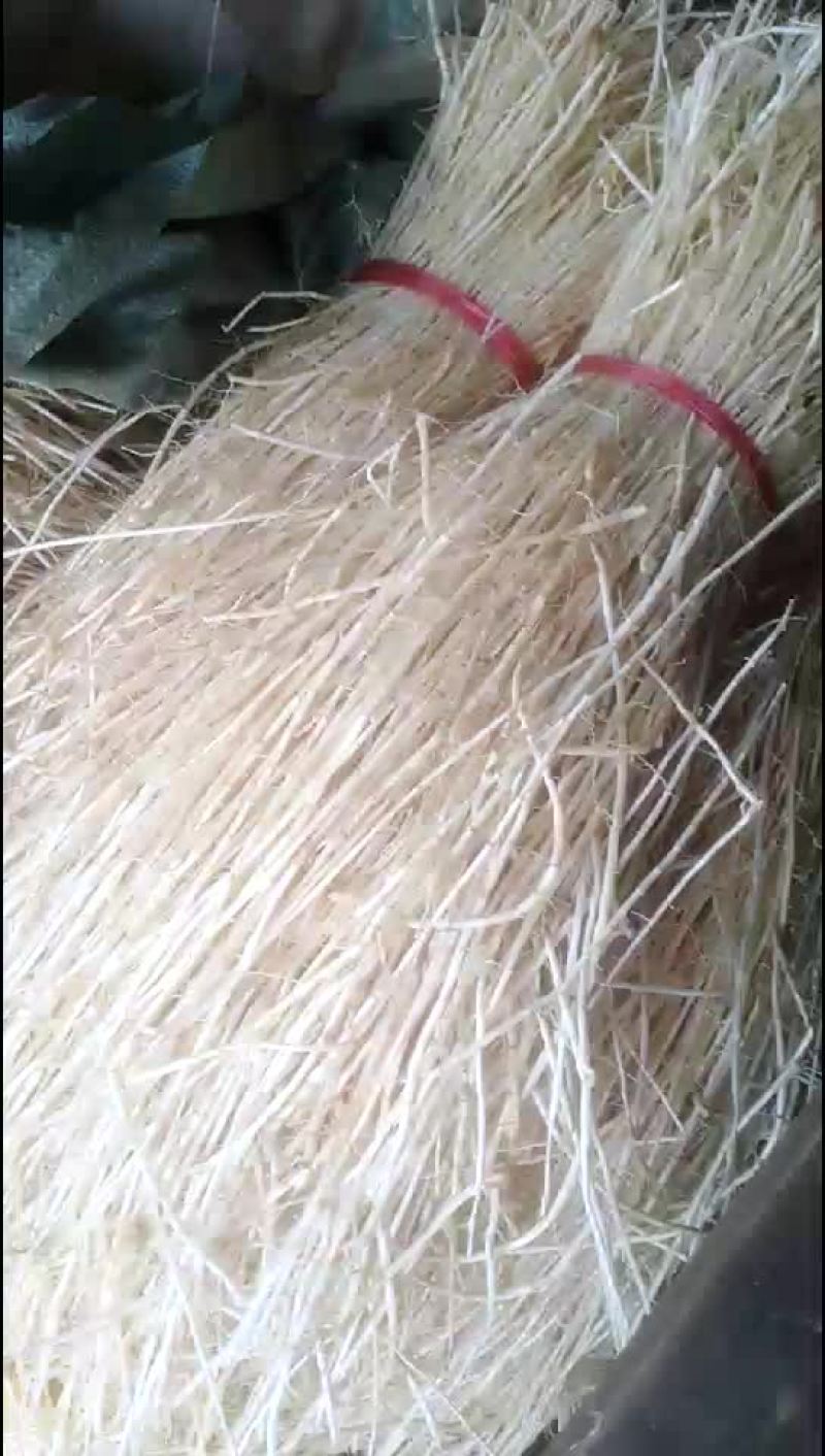 白茅根