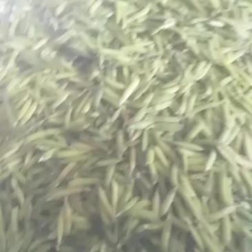 豌豆