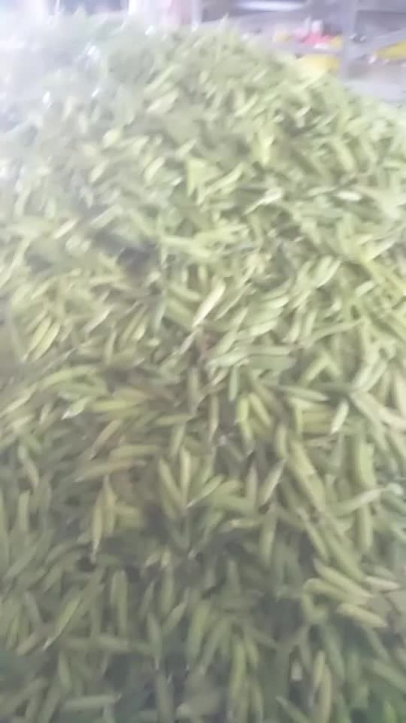 豌豆