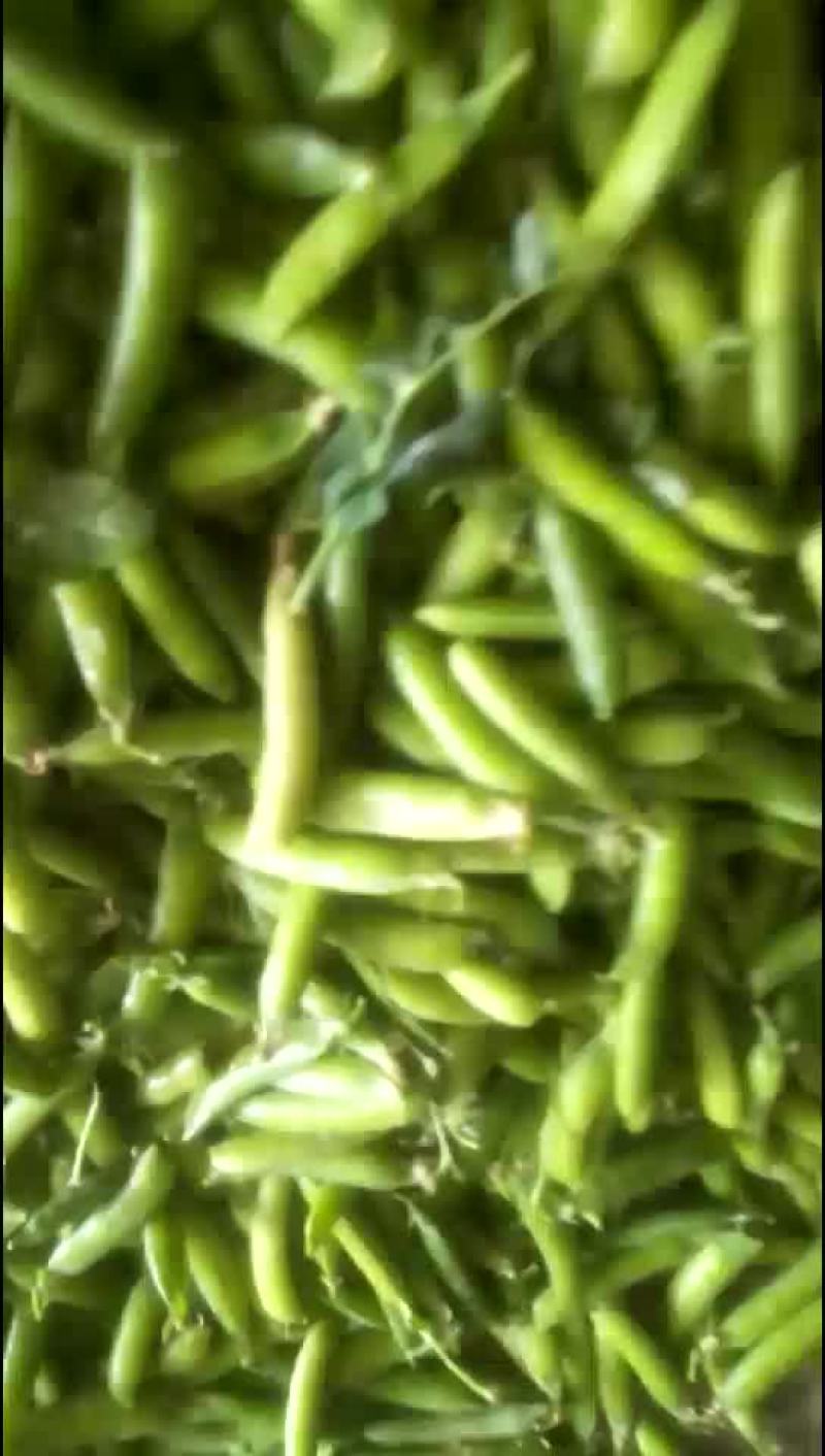 豌豆