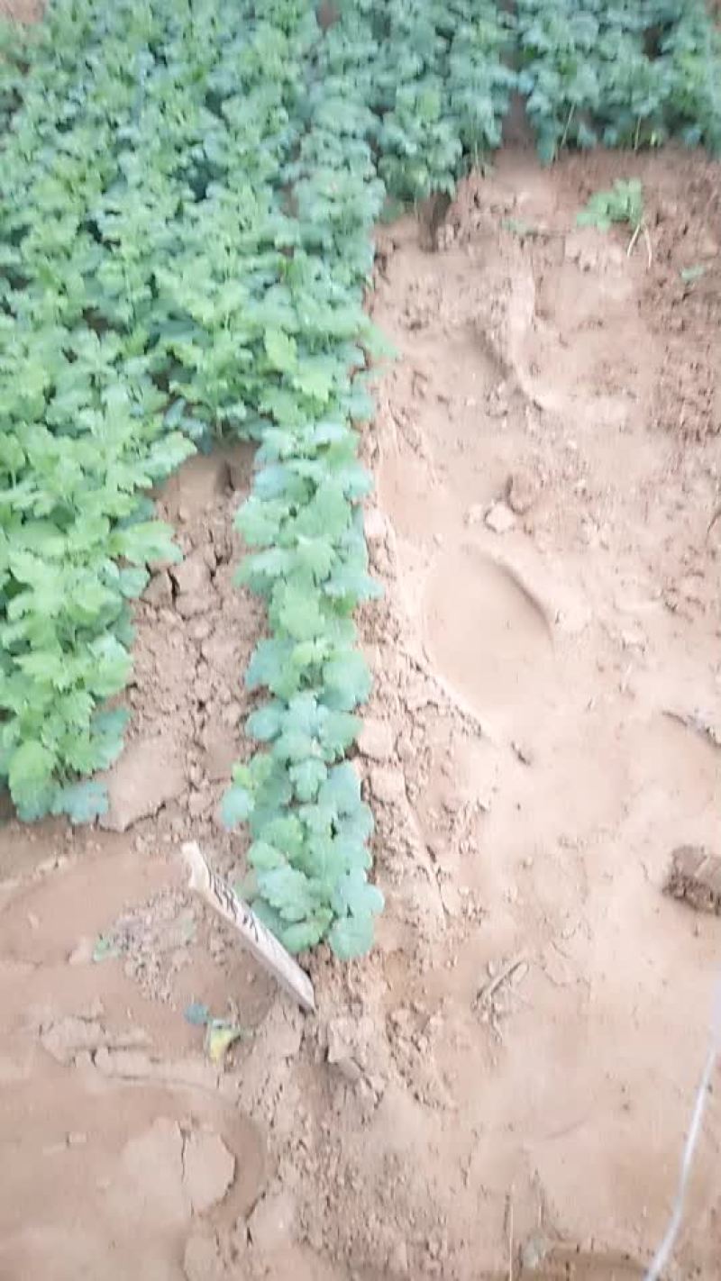 菊花苗