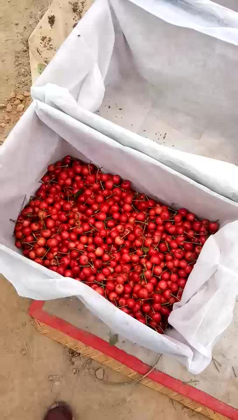 美早红灯