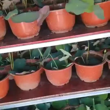盆栽荷花