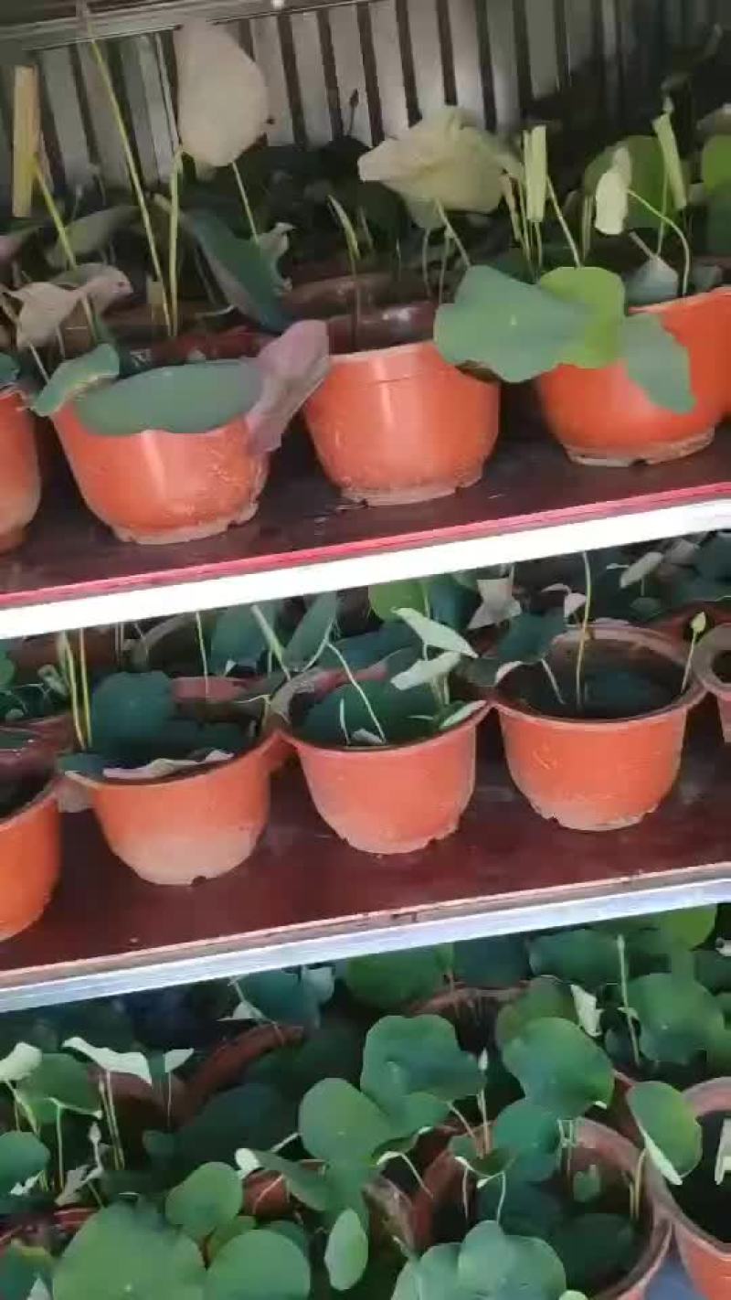 盆栽荷花