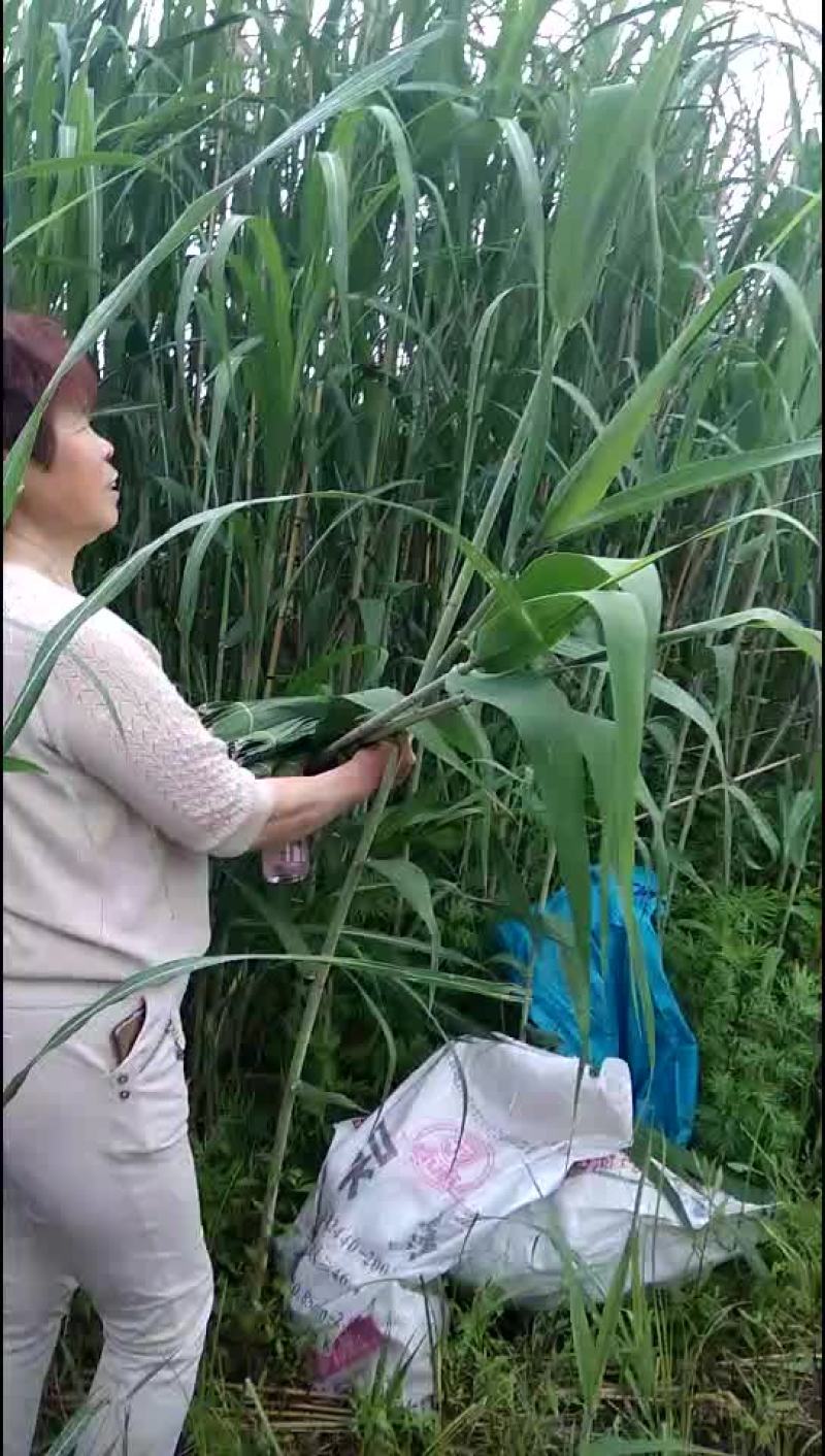 粽叶