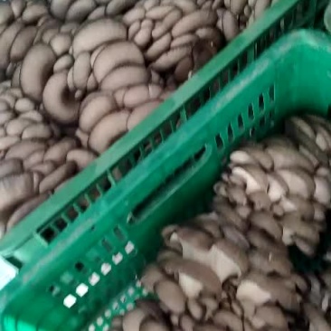 精品头茬平菇上市