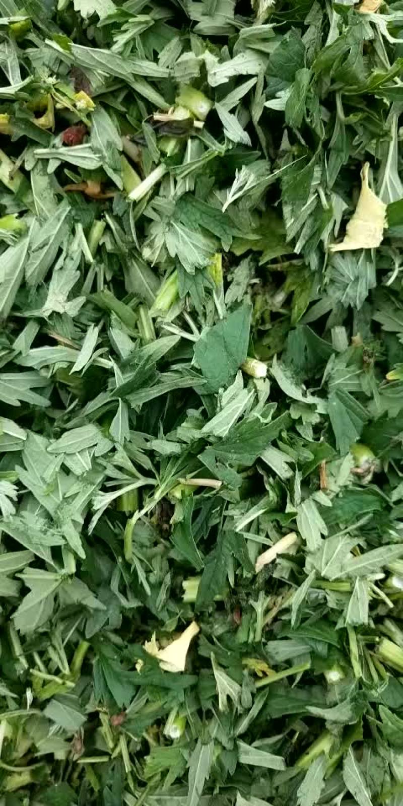 益母草19年新货