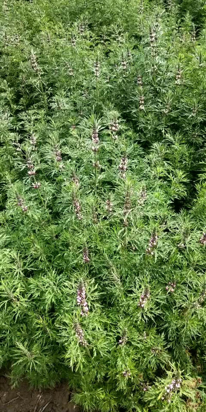 益母草19年新货