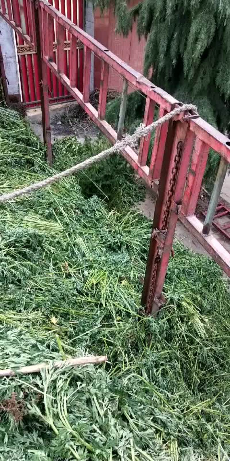 益母草19年新货