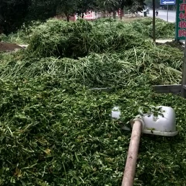 益母草19年新货