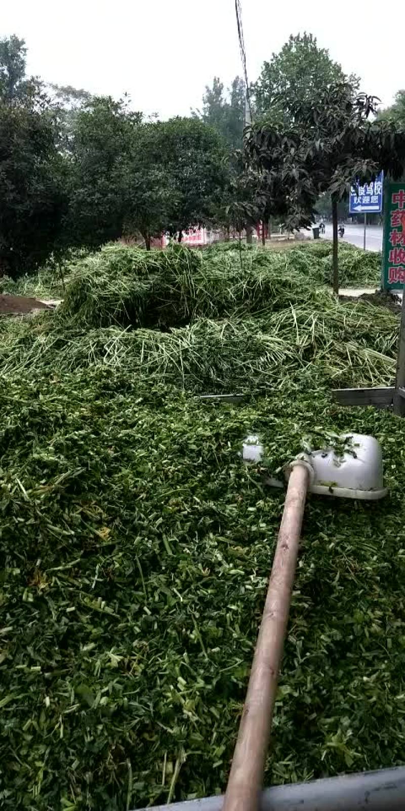 益母草19年新货