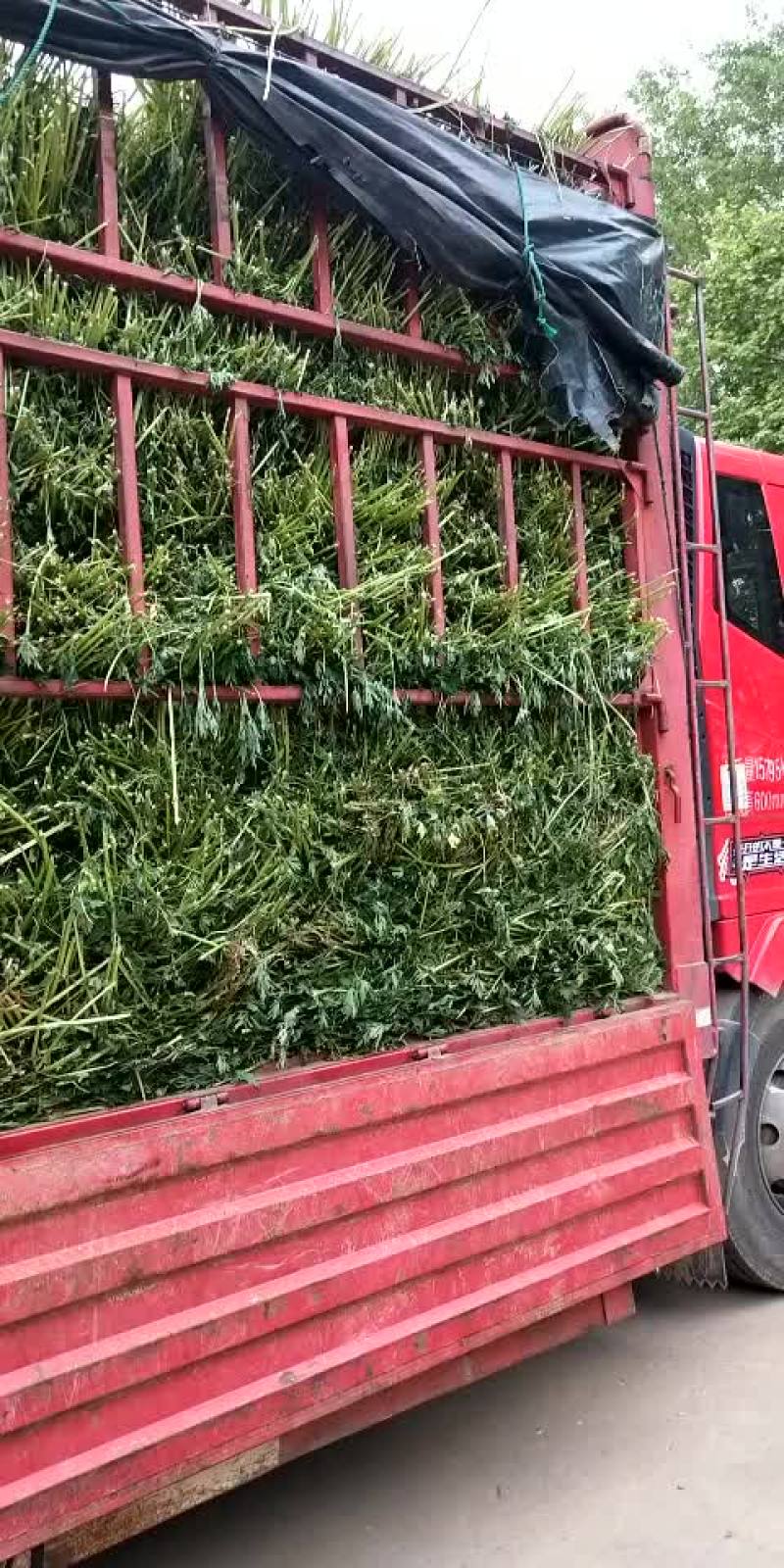 益母草19年新货