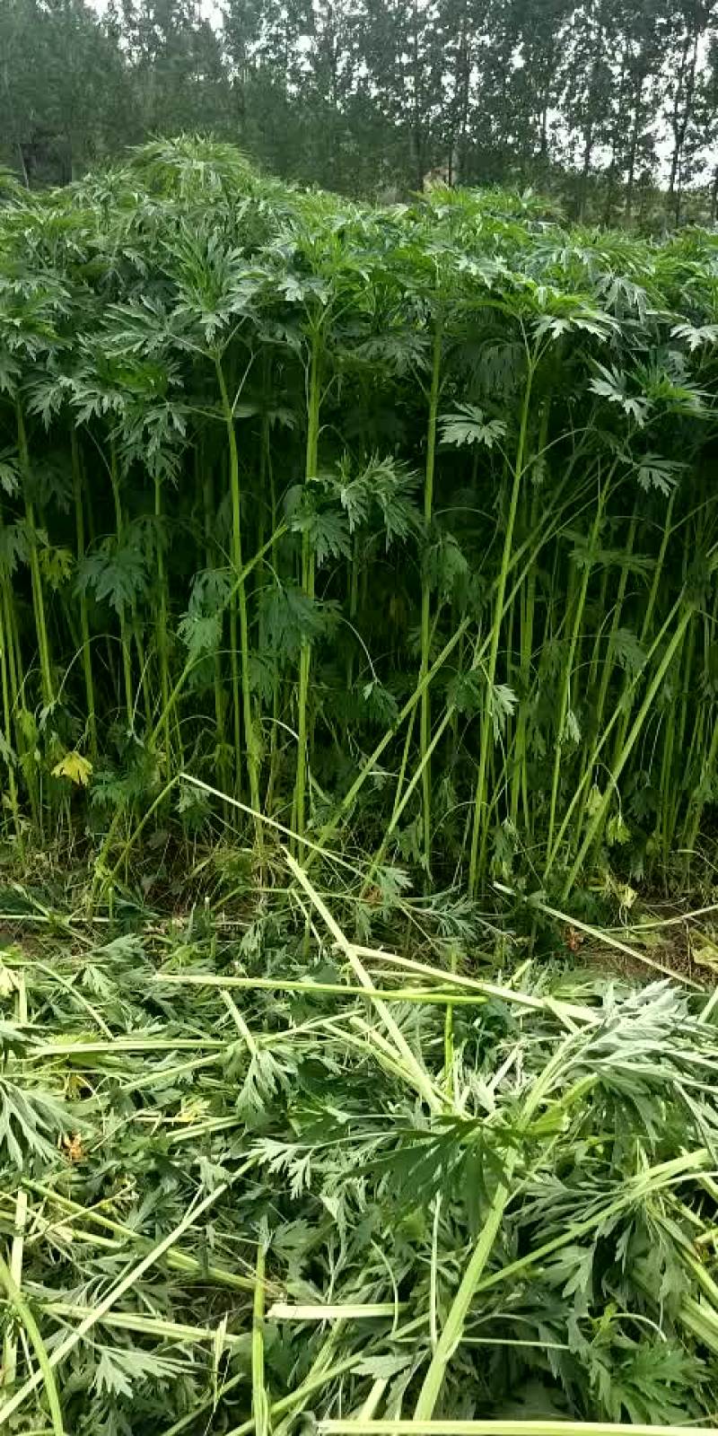 益母草19年新货